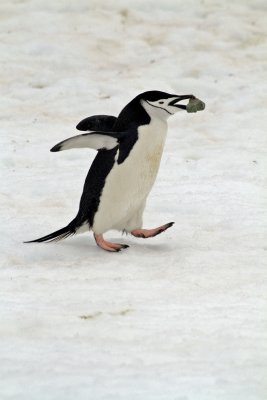 Chinstrap Penguin