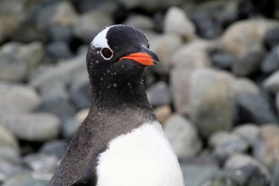 Gento Penguin