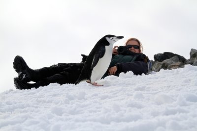 Chinstrap Penguin up close