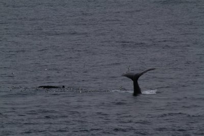 Whale in Drake Passage