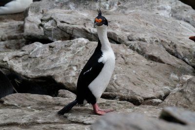 Falkland Islands