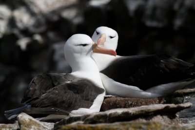 Black Browed Albatross