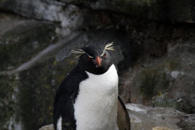 Rockhopper Penguin