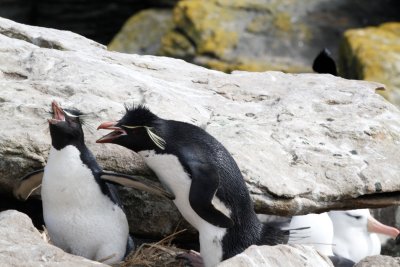 Rockhopper Penguins