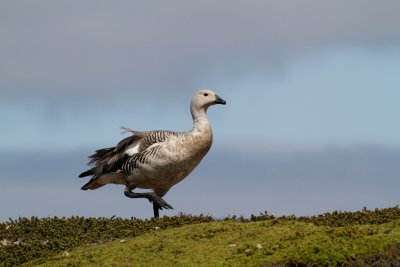 Upland Goose