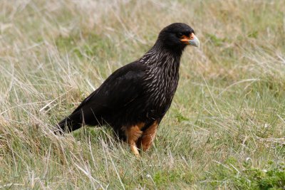 Striated Caracara