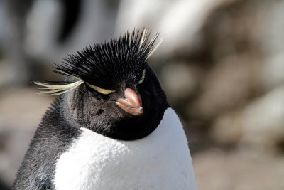 Rockhopper Penguin