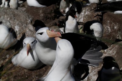 Black Browed Albatross