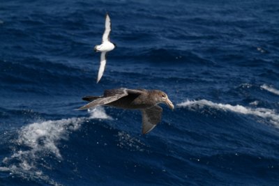 Falkland Islands