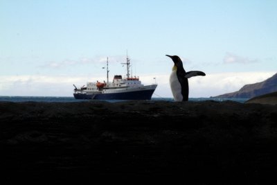 Penguin with our ship, Antarctica