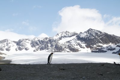 Lonely penguin, Antarctica