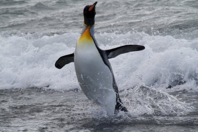 King penguin