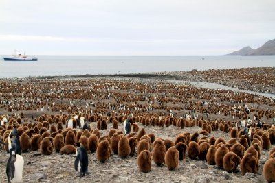 St Andrews Bay, South Georgia