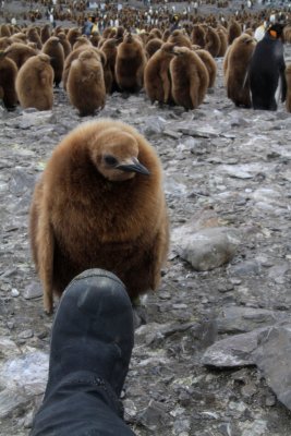 King penguin chick up close