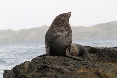 fir seal