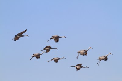 Sandhill Cranes