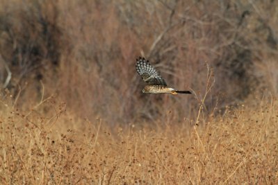 Northern Harrier