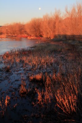 Morning light