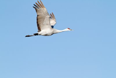 Sandhill Crane