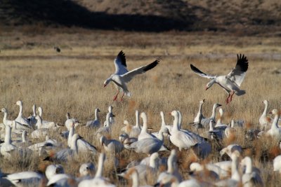 Snow Geese rejoining their flock