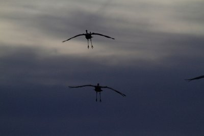 Sandhill Cranes landing