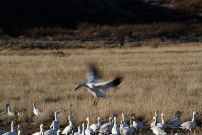 Snow Goose rejoining its flock