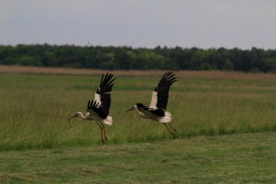 White Sorck with snake and competitor