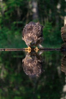 Juvenile Goshawk, Hungry