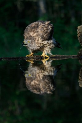 Juvenile Goshawk