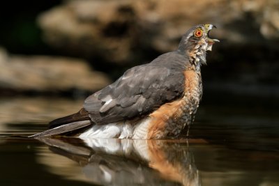 Eurasian Sparrowhawk