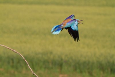 European roller