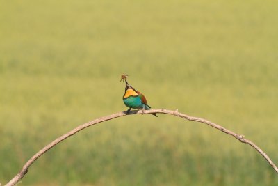 BeeEater