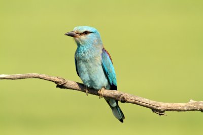 European roller