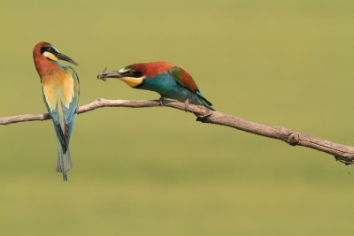 I'm a Bee Eater, not a fly eater, Hungry