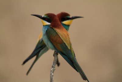 Bee Eaters, Hungry
