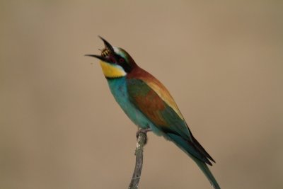 Bee Eater