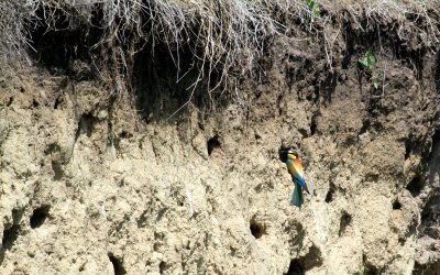 Bee Eater