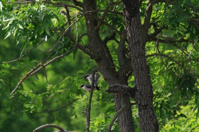 Great Grey Shrike mating