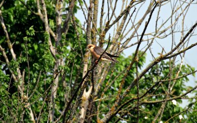 Red Footed Falcon