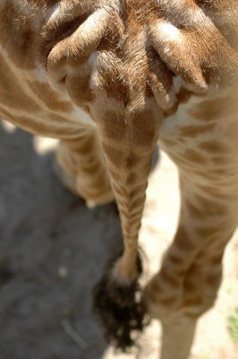 Giraffe