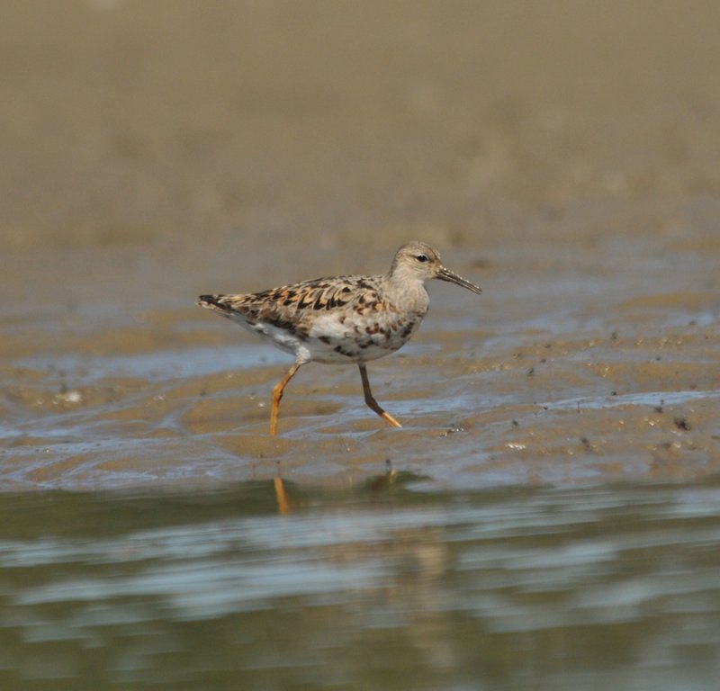 Reeve (female Ruff)