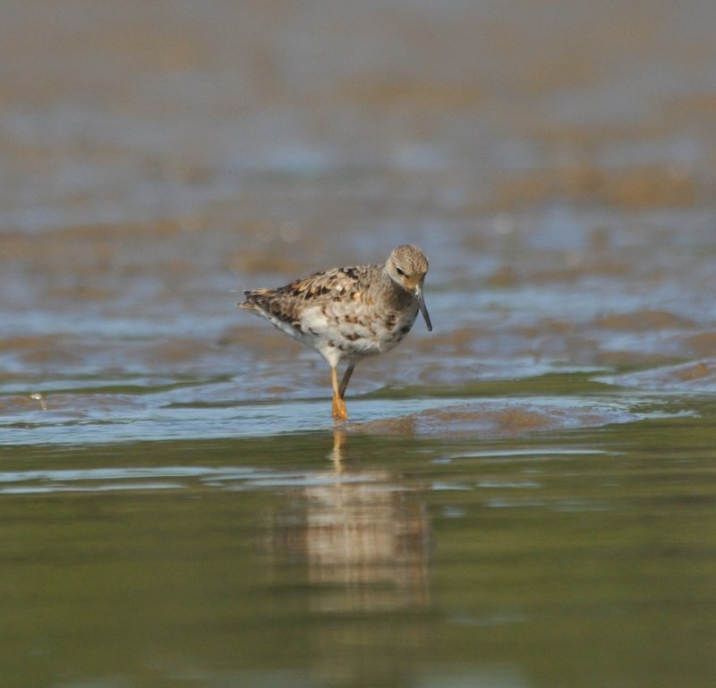 Reeve (female Ruff)