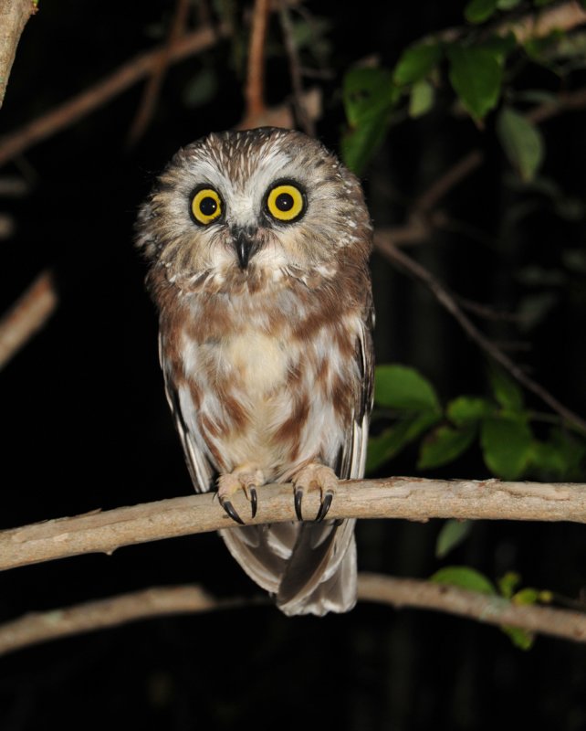 Northern Saw-whet Owl