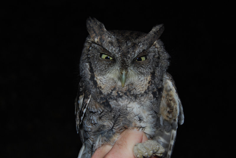 Eastern Screech Owl (gray phase), 12 Oct 2011, Nashville