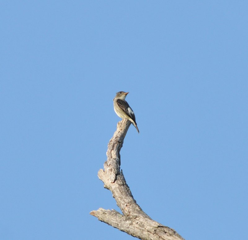 Olive-sided Flycatcher, Moss Island WMA, 18 May 12