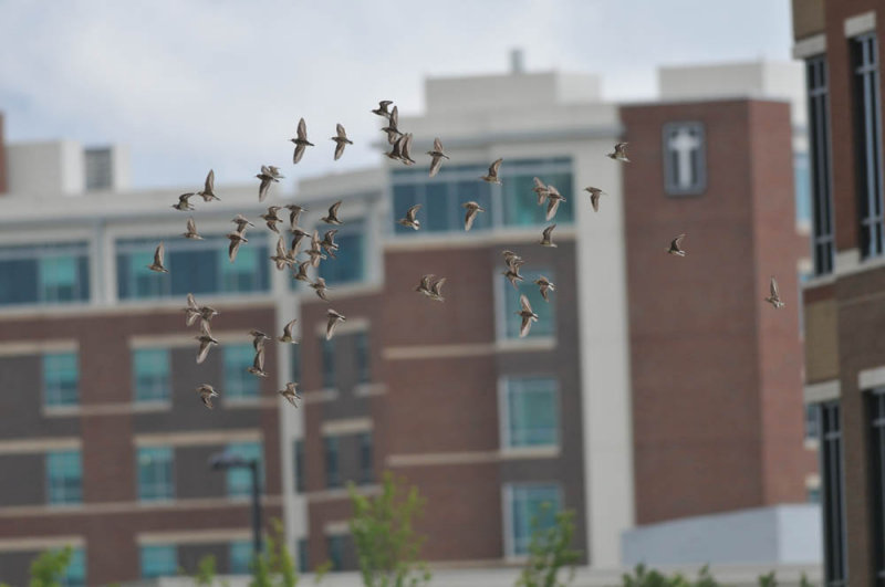 Least Sandpiper flock with MTMC hospital in background (not the entire group of 50)
