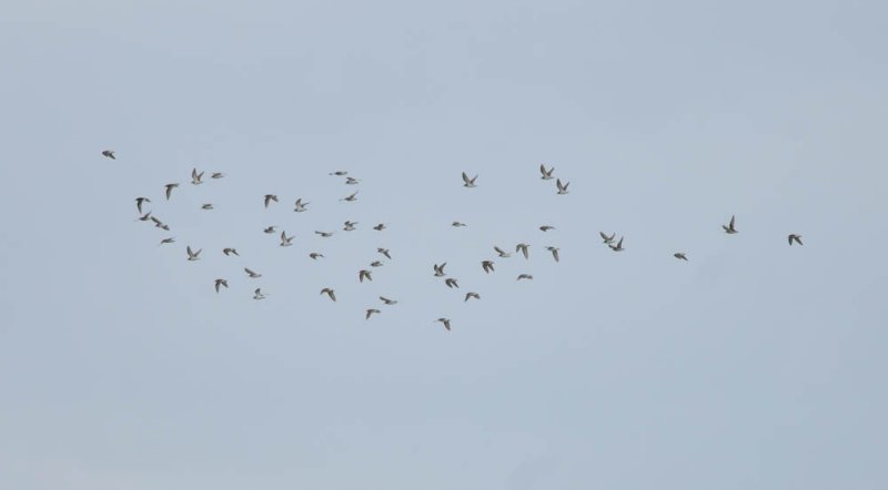 Least Sandpiper flock 50 birds, 14 July, Murfreesboro