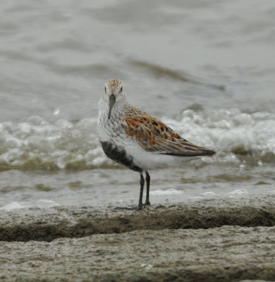 Dunlin