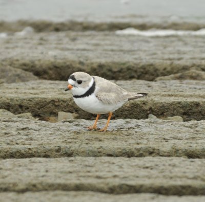 Piping Plover