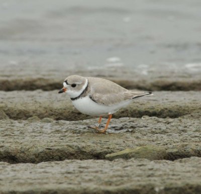 Piping Plover